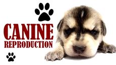 Picture of Explore Vet Nursing: Canine