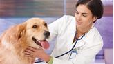 Show details for Explore Vet Nursing: Practical Skills Picture of Explore Vet Nursing: Practical Skills