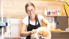 Show details for Certificate in Dog Grooming Picture of Certificate in Dog Grooming