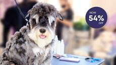 Show details for Dog Grooming First Aid Picture of Dog Grooming First Aid