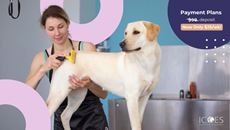 Picture of Dog Grooming Diploma