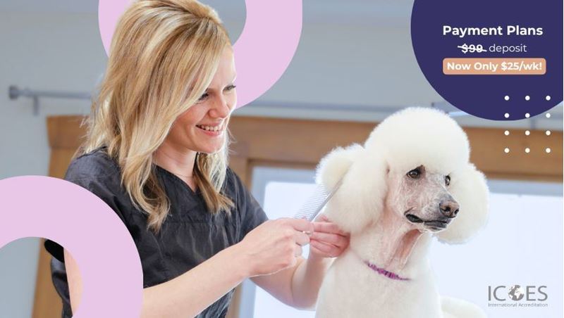 Picture of Dog Grooming Diploma Course Bundle