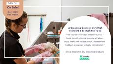 Picture of Dog Grooming Diploma Course Bundle