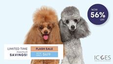 Picture of Dog Grooming Bundle (2 Courses)