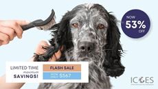 Picture of Dog Grooming Diploma