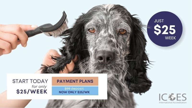 Picture of Dog Grooming Diploma Course Bundle