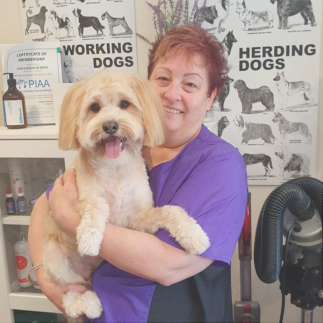 Dog Grooming Course Bundle Vibe Learning